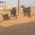 عنز دافع و وحدة والد للبيع