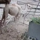قعود
