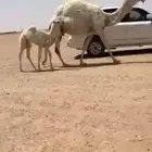 خلفه كفوو
