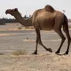 لقحه لها تسع شهور أم ثاني ملاحظه السعي في ذمه المشتري