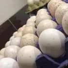 مطلوب بيض رومي مخصب