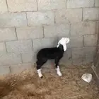 شاه نجديه خلفه