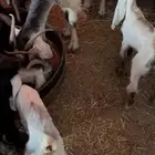 معزا 30 الموقع نفي