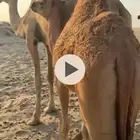 قعود للبيع شرق كبري صلاصل وغرب الدمام