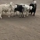 غنم مقاني