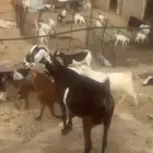 معزى مقاني