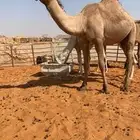ثنيه شعلا لقحه