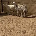 حريات مواليد ثنتين كفو للبيع