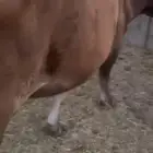 بقره المانيه