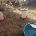 دجاج