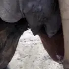 خلفه رباع