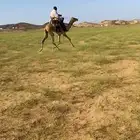 قعود ركبي طايع على الشرط موقع المظيلف