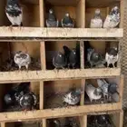 للبيع اجواز وطبات مشروط صحه ومطير