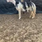 للبيع شاه نجديه فاخره وخصم الخصم ..