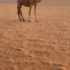 بكره جذعه شعلا كفو
