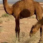 قعود