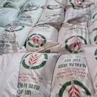 بذور برسيم كاف 101