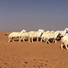 للبيع غنم مراح
