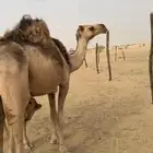 خلفه بكر شماليه عليها قعود ثنية في راسها