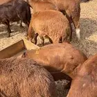 سواكني