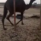 بكرة مفرودة