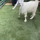 عنز مشروكه بعارضي