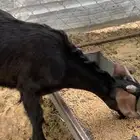 تيس تيوس