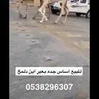 قعود جده ب ابن دلمخ