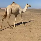 بكره للبيع