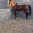 حصان جزيري شعبي