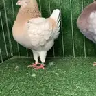 كنق مودينا