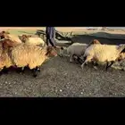 غنم نعيم مطافيل