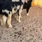 الرخال نجد صنف تم  البيع