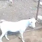 جيزان