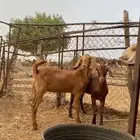 جفرتين دهم مطوره