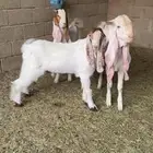 تيوس للبيع