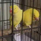 مفقود دره لاتينو