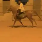 حصان شعبي للبيع