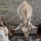 شاه تحتها توأم ذكران