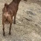 تيس فحل جذع ادهم نظيف
