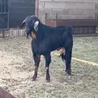 تيس فحل اجم