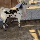 تيس فحل جذع حاره