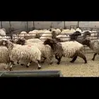 غنم نعيم دفيع