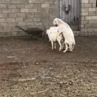 خروف سنه جامع