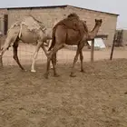 للبيع قعدان مفاريد