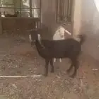 غنم
