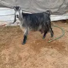 معزا. حليب شرط