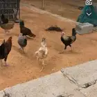 دجاج وديوك تراث