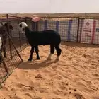 للبيع رخل نجديه صنف