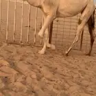 بكره شقحا لقيه باتليه